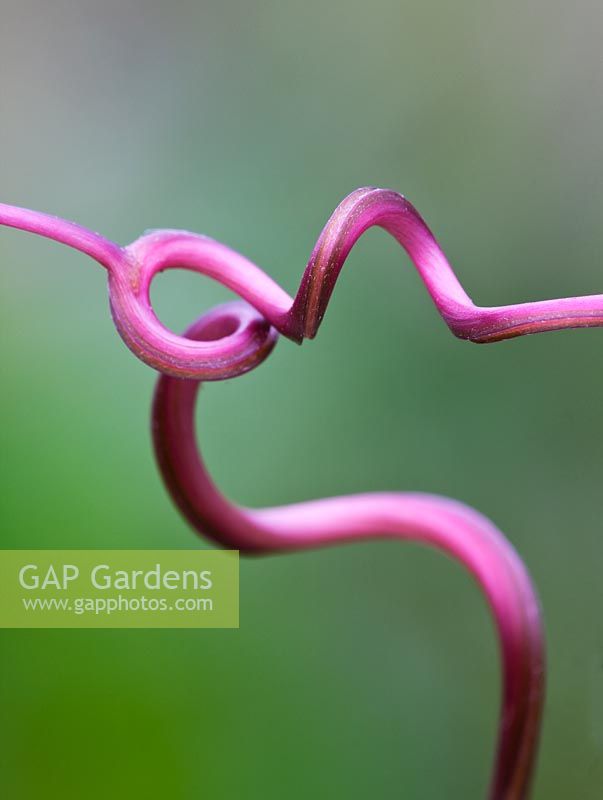 Close up of the tendrils of Cobaea scandens - Cup and Saucer plant