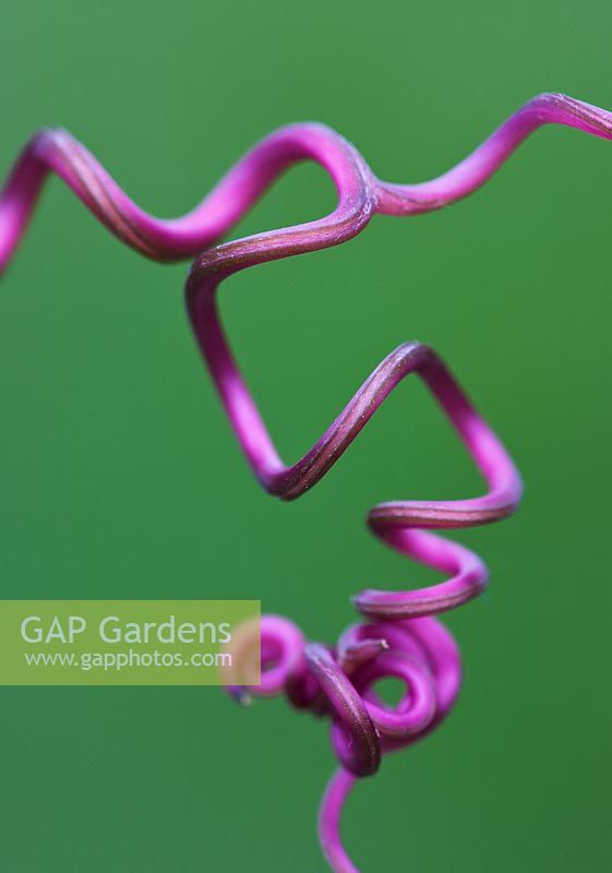 Close up of the tendrils of Cobaea scandens - Cup and Saucer plant
