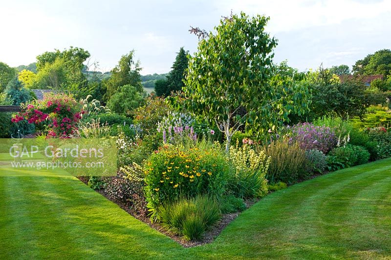 Lawn junction with border of herbaceous planting and Betula jacquemontii - Silver Birch tree - Meadow Farm, Worcestershire 