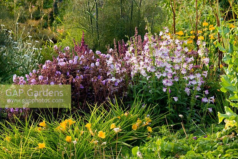 Penstemon 'Alice Hindley', Hemerocallis and Geranium pratense dark leaved seedlings - Meadow Farm, Worcestershire 
 