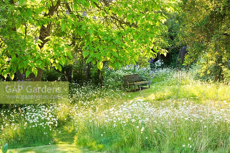 Meadow with wooden bench
