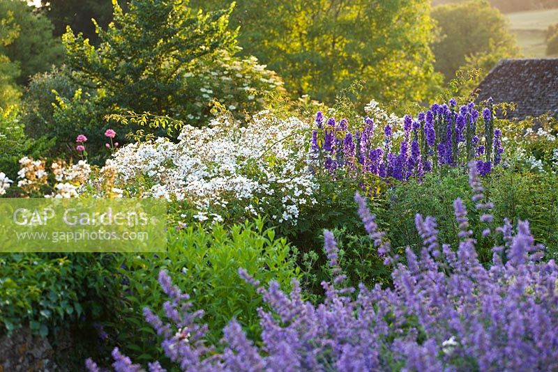 Informal borders with blue and white colour theme. Nepeta - Catmint in foreground
