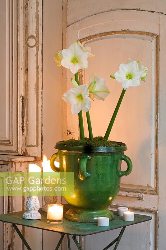 Amaryllis - Hippeastrum 'Christmas Gift' in green glazed container
