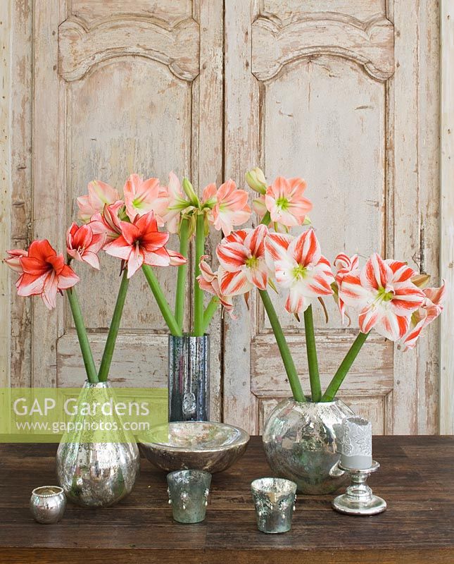 Table arrangement with Amaryllis - Hippeastrum 'Clown', 'Charisma' and 'Darling' in containers
