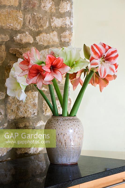 Amaryllis - Hippeastrum 'Clown', 'Challenger' and 'Christmas Gift' in glazed container
