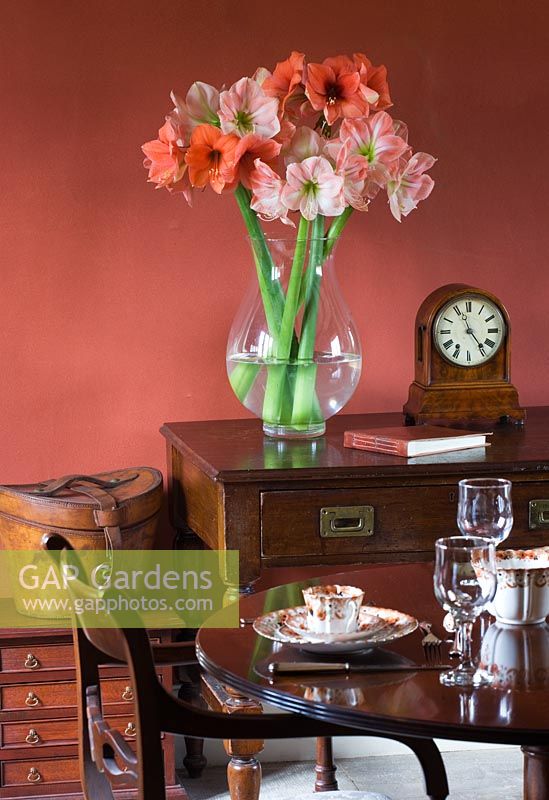 Dining room with vase filled with cut flowers of Amaryllis - Hippeastrum 'Desire' and 'Darling'
