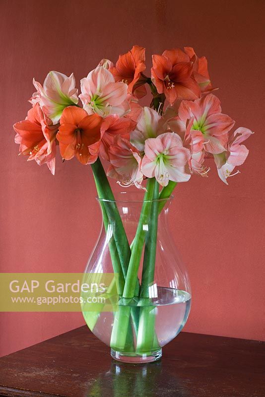 Vase filled with cut flowers of Amaryllis - Hippeastrum 'Desire' and 'Darling'