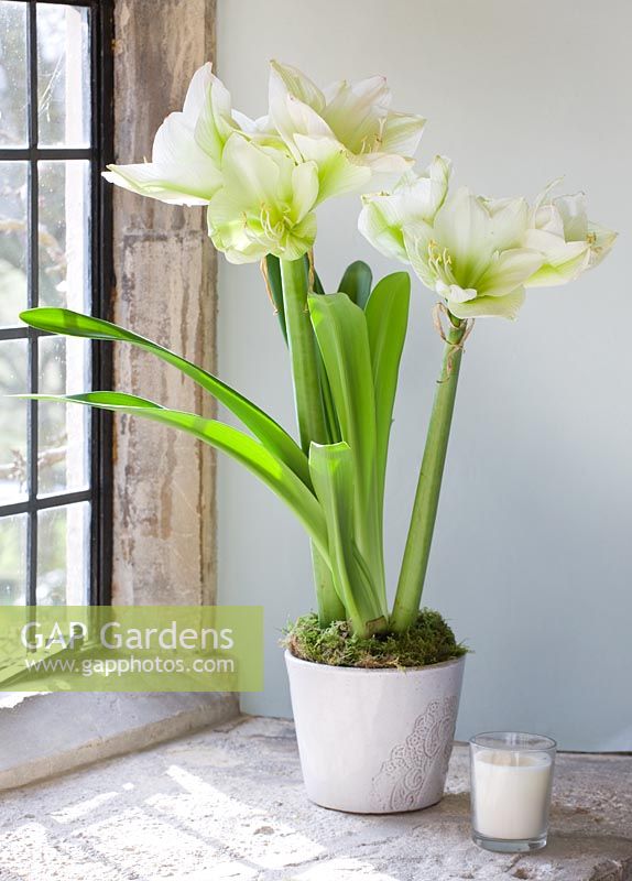 Windowsill with white container planted with Amaryllis - Hippeastrum 'Challenger'