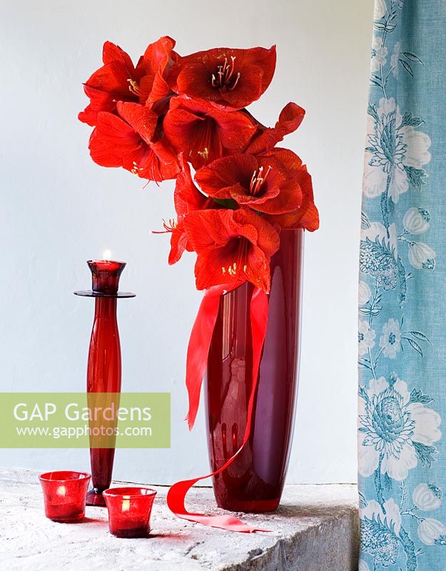 Red container with Amaryllis - Hippeastrum 'Red Lion' in blue bedroom