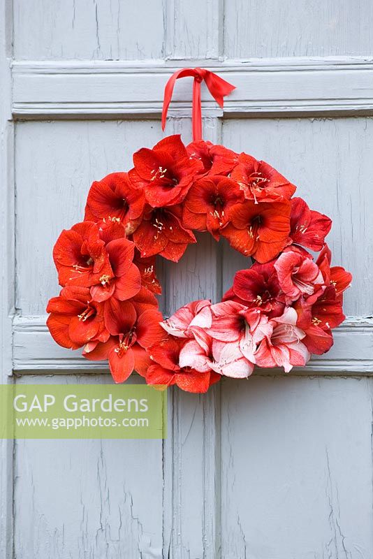 Wreath hanging on door made with Amaryllis Hippeastrum 'Charisma', 'Red Lion' and 'Benfica'