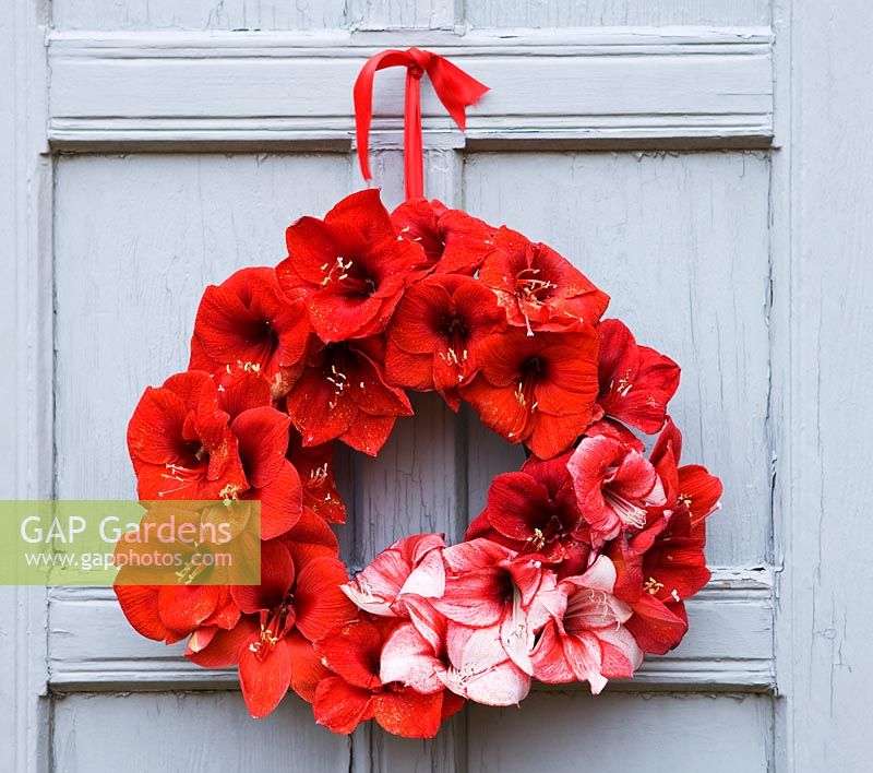 Wreath hanging on door made with Amaryllis Hippeastrum 'Charisma', 'Red Lion' and 'Benfica'

