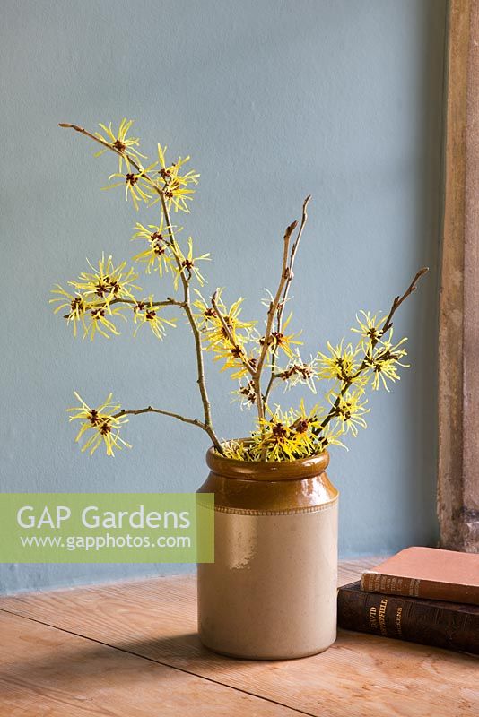 Hamamelis 'Anne', 'Coombe Wood', japonica var megalophylla' and 'Angelly' in stone jar on windowsill