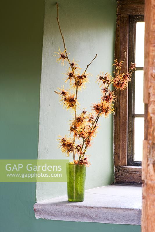 Hamamelis 'Aphrodite', 'Gingerbread' and 'Glowing Embers' in green vase on windowsill