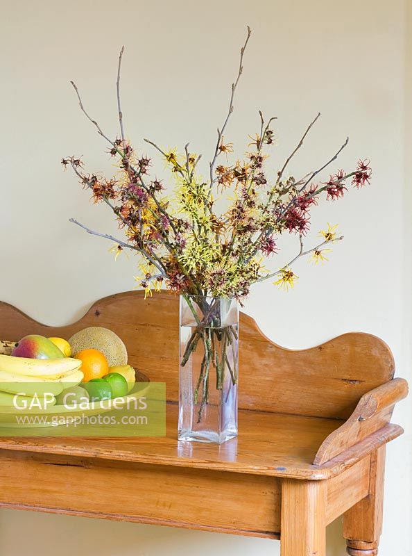 Hamamelis 'Anne', 'Coombe Wood', japonica var megalophylla, 'Angelly', 'Aphrodite', 'Gingerbread', 'Glowing Embers', 'Rubin', 'Foxy Lady' and 'Magic fire' in glass vase on sideboard