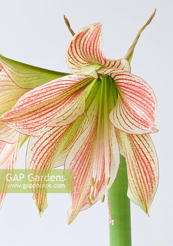 Close up of the flowers of Amaryllis Hippeastrum 'Exotic Star'