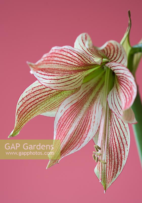 close up of the flowers of amaryllis hippeastrum 'exotic star'
