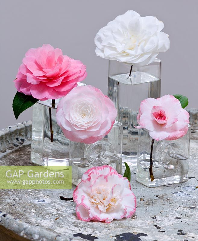 Camellias in glass vases - Camellia 'Tammia', 'Water Lily', 'Desire', 'Margaret Davis' and 'Nuccio's Gem'
