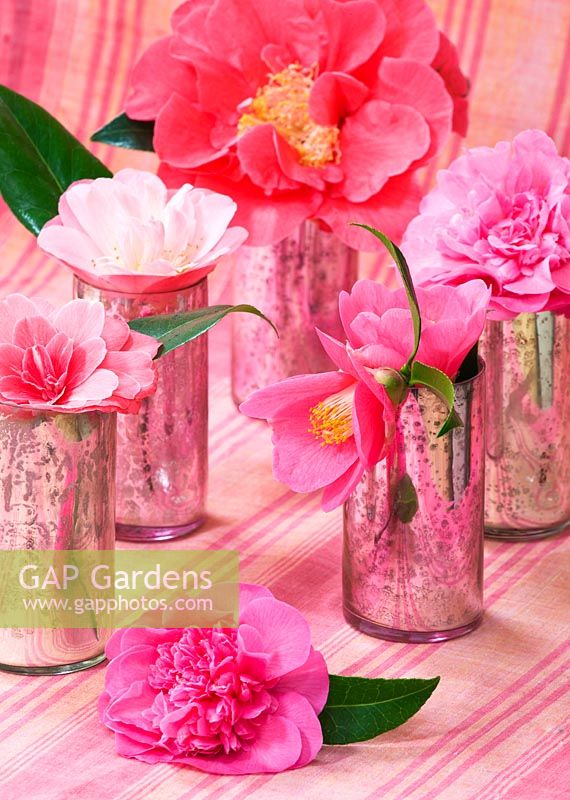 Camellias in jars - back to front - Camellia 'Francie', 'Debbie (on cloth also), 'St Ewe', 'Mme le Bois' and 'Ann Southern' 

