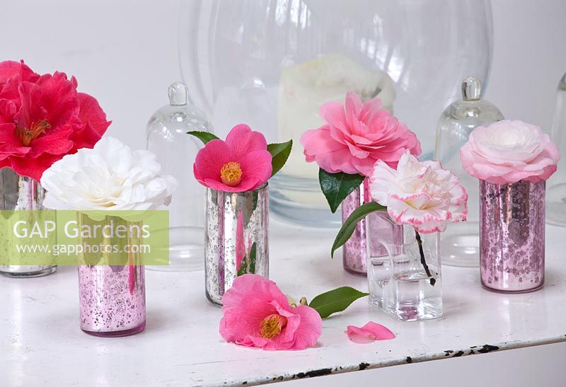 Camellia styled in vases
