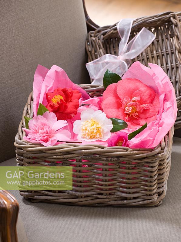 Camellia displayed in basket