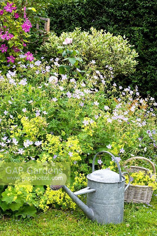 Watering can and trug of flowers by border with Geranium 'Blue Cloud' and Achemilla mollis