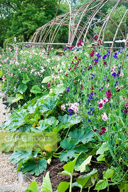 Lathyrus odorata and curcurbita in vegetable bed, Sweetpeas and courgettes.