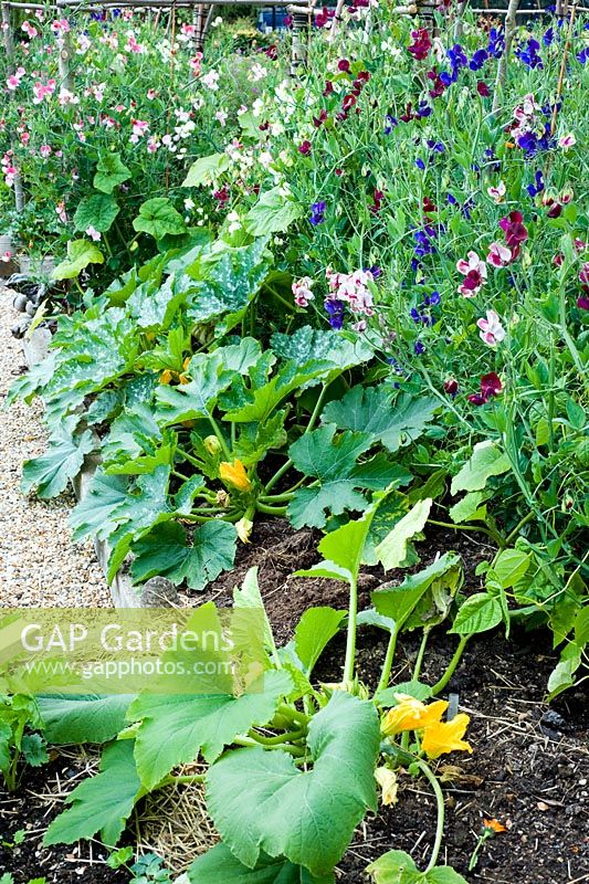 Lathyrus odorata and curcurbita in vegetable bed, Sweetpeas and courgettes.