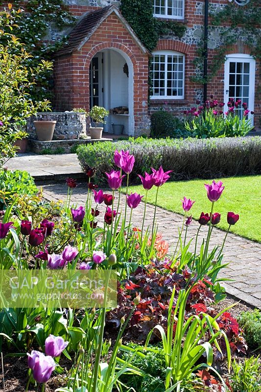 Plum and pink tulips in spring border