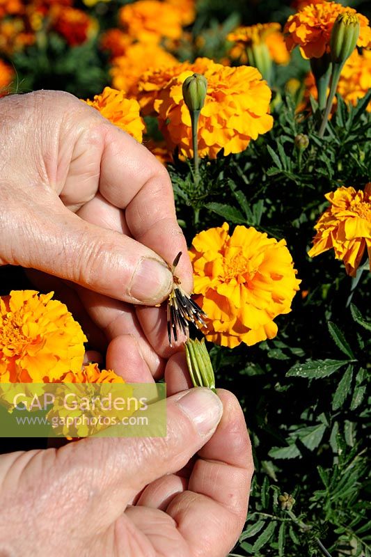 Tagetes patula - Harvesting French Marigold seeds