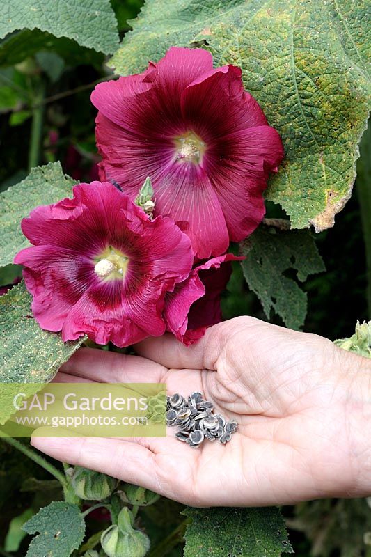 Alcea rosea - Hollyhock collected seeds and flowers