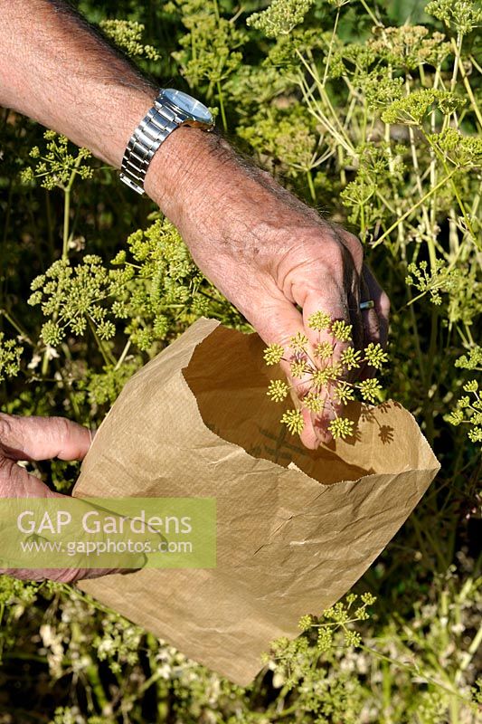 Petroselinum crispum - Parsley seeds being collected into a paper bag