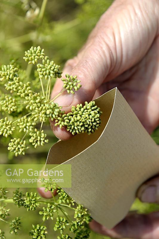 Petroselinum crispum - Parsley seeds being collected into a paper envelope