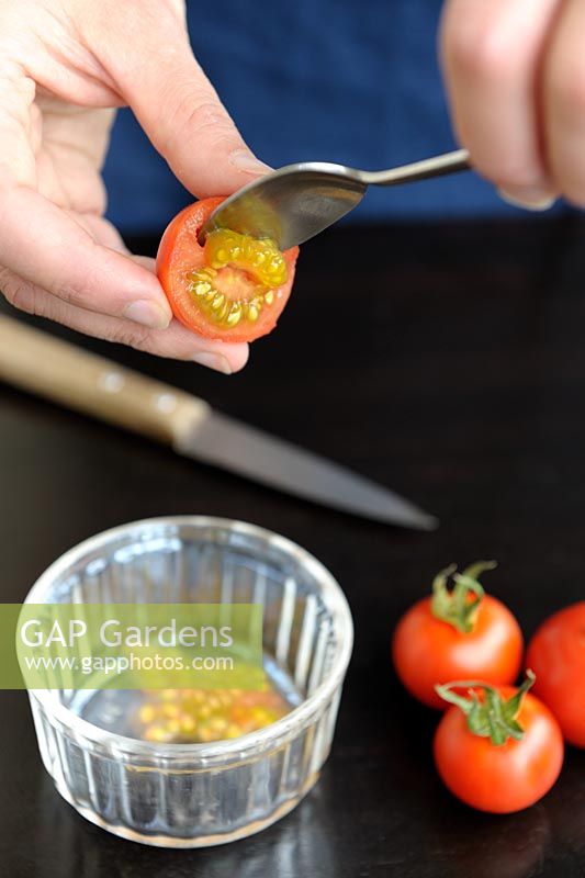 Saving Tomato seeds - Scooping out for fermenting