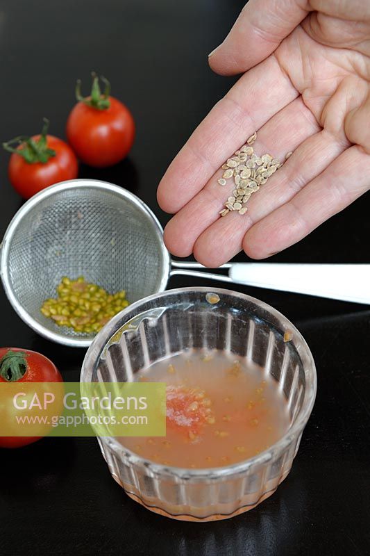 Saving Tomato seeds - Dried seeds after fermenting the fruit pulp for a few days and rinsing