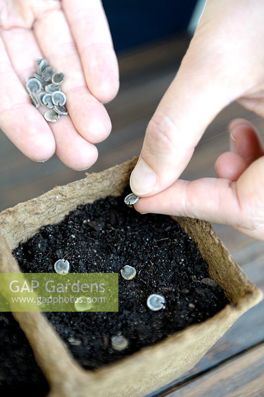 Alcea rosea - Sowing Hollyhock seeds in peat pots