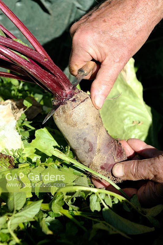 Cutting and adding tops of Beetroot to compost
