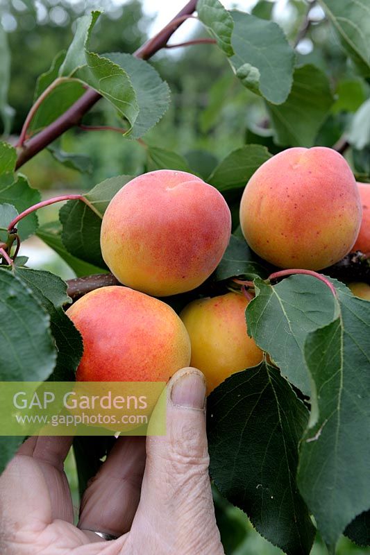 Prunus armeniaca - Harvesting Apricot 'Peche de Nancy'