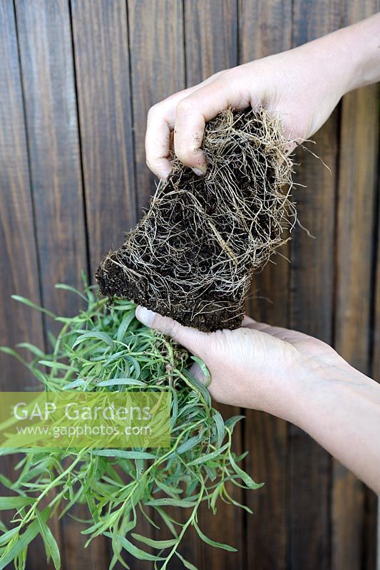 Artemisia dracunculus - Loosening Tarragon roots grown in pot before planting