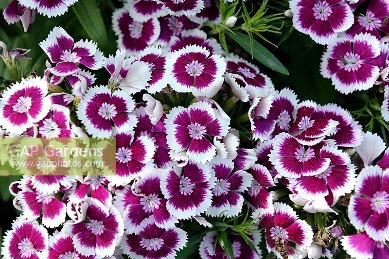 Dianthus barbatus 'Purple Picotee' (Diabunda Series)