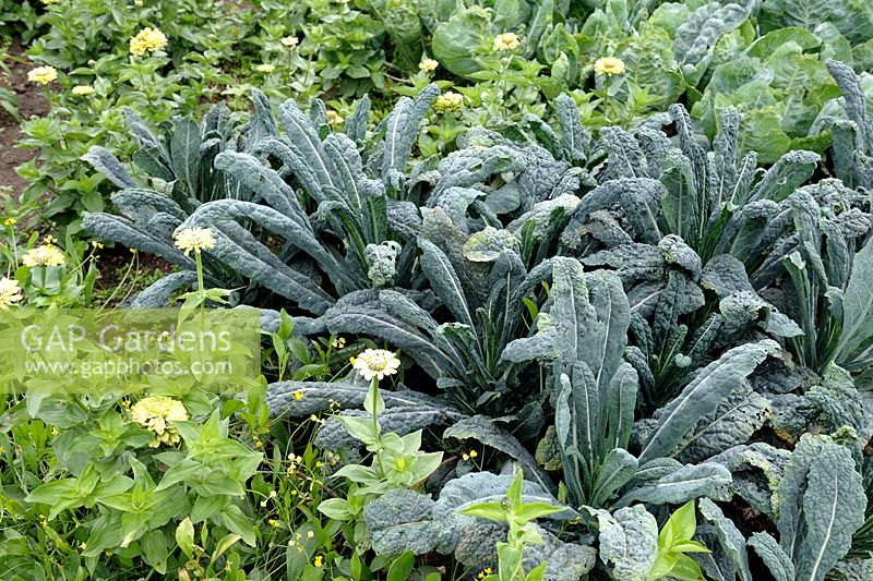 Brassica oleracea 'Nero di Toscana' - Black Tuscan Cabbage