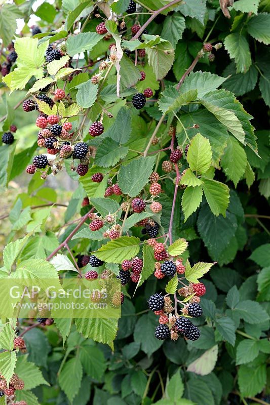 Rubus fruticosus - Blackberry 'Thornless'