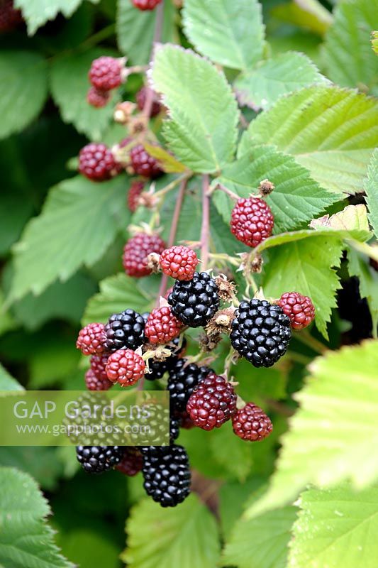 Rubus fruticosus - Blackberry 'Thornless'