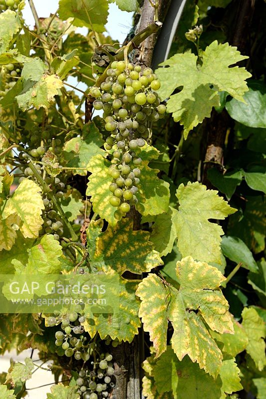 Uncinula necator - Powdery mildew symptoms on young Grape Vine with Chlorosis - Iron deficiency on leaves
