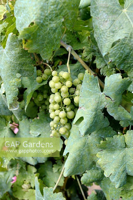 Copper based Bordeaux mixture (Bouillie bordelaise) on Vitis - Grape Vine leaves used to control infestations of fungi as downy mildew
