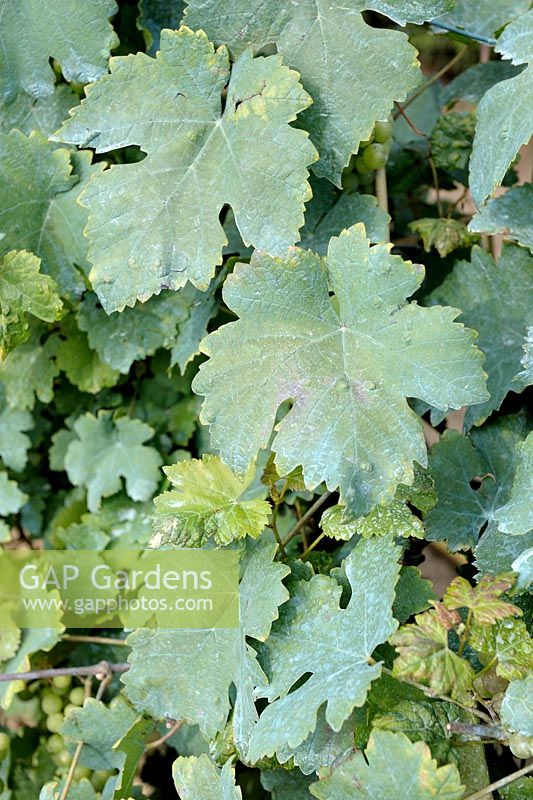 Copper based Bordeaux mixture (Bouillie bordelaise) on Vitis - Grape Vine leaves used to control infestations of fungi as downy mildew 
