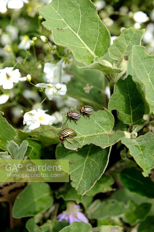 Leptinotarsa decemlineata - Colorado Beetles on Solanum melongena  - Aubergine