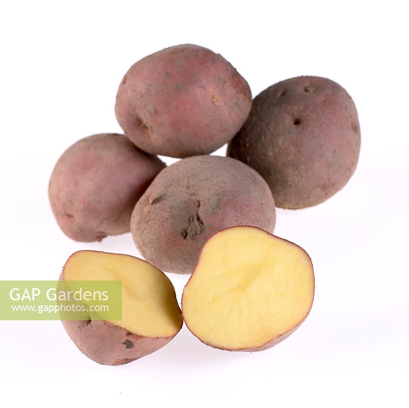 Solanum tuberosum - Potato 'Redstar'

