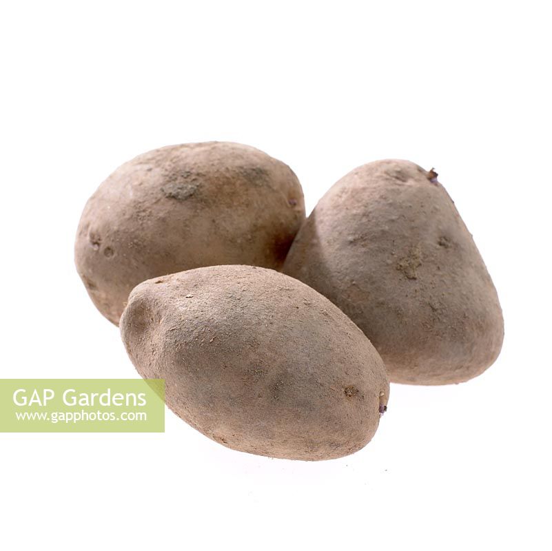 Solanum tuberosum - Potato 'Agria'