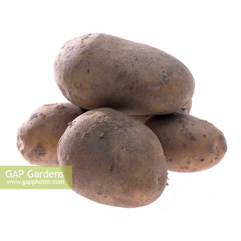 Solanum tuberosum - Potato 'Frieslander'

