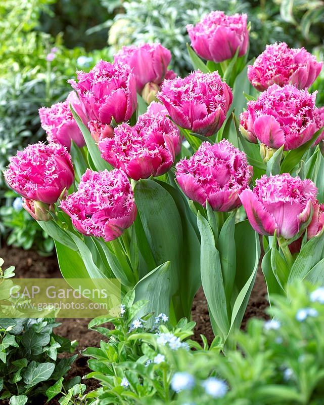 Tulipa 'Matchpoint' - fringed pink tulips 